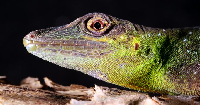 Spotted Green Anole (Anolis punctata) Close-up of head. From rainforest in Yasuni National Park, Orellana province, in the Ecuadorian Amazon.
