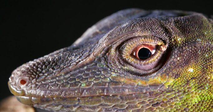 Spotted Green Anole (Anolis punctata) Close-up of head. From rainforest in Yasuni National Park, Orellana province, in the Ecuadorian Amazon.