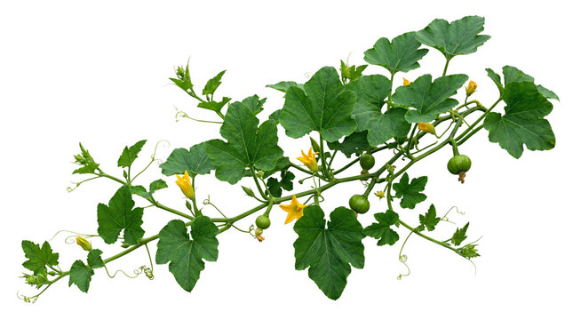 Fresh green pumpkin vine with yellow flowers, organic vegetable plant branch with small growing pumpkins, garden agriculture foliage isolated PNG with Transparent Background