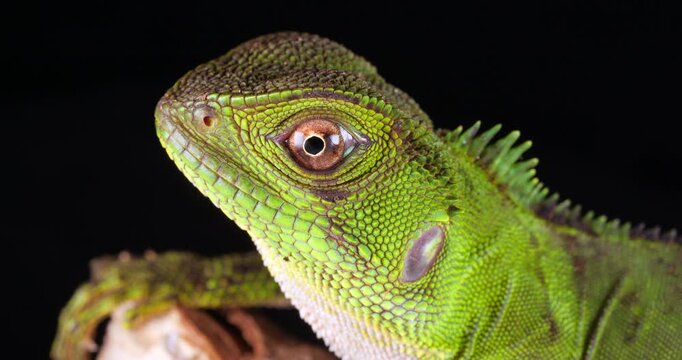 Amazon forest dragon (Enyalioides laticeps), close-up of head. From rainforest in Yasuni National Park, Orellana province, in the Ecuadorian Amazon.
