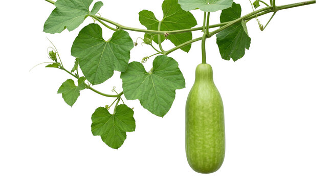 Fresh green winter melon hanging on vine, organic wax gourd with lush leaves, raw ash gourd vegetable for healthy cooking and agriculture isolated PNG with Transparent Background