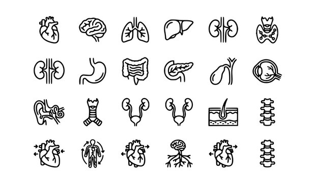 Human Body Organ Line Icons Set with Medical Anatomy and System Symbols Vector