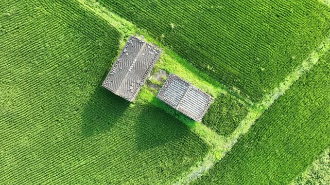 Top down aerial view of old farmhouses in green rice field.