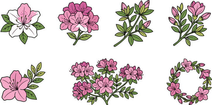 Pink flowering azalea branch illustrations