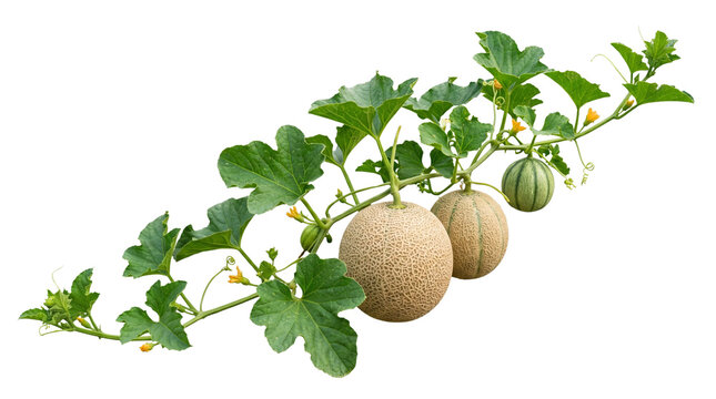 Fresh cantaloupe melon vine with ripe fruit and green leaves, organic muskmelon plant on branch, agricultural garden harvest of sweet melons isolated PNG with Transparent Background