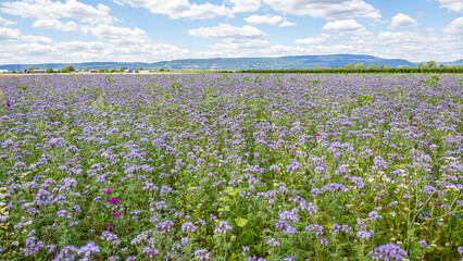 Obraz premium Field covered with purple flowers under blue sky in daylight with distant hills in background