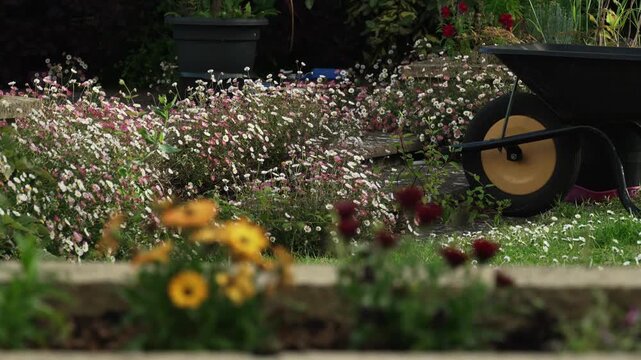 Peaceful garden with wheel barrow and bird table.