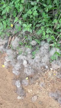 Cotton tree seeds falling on jungle forest floor with green vegetation
