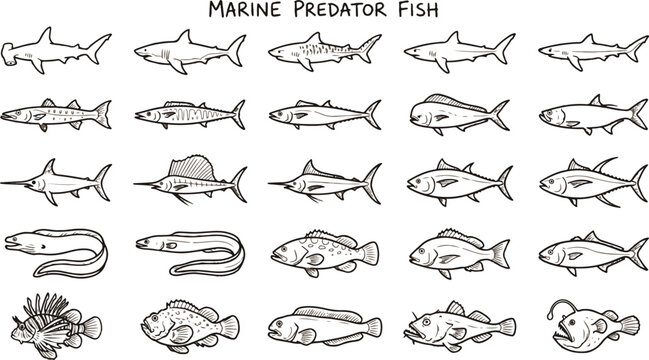 Black and white marine predator fish illustration set
