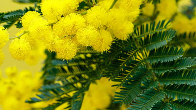 Bright yellow flowers bloom on branches in a natural setting during the spring season