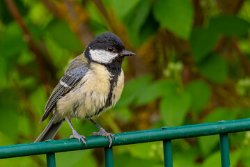 A great tit sitting on a fence with a green background © radarman70
