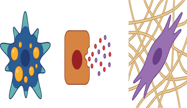 Human Cell Types Diagram Vector Set Featuring Adipose Tissue Fat Cell Secretory Glandular Cell and Fibroblast in Extracellular Collagen Matrix