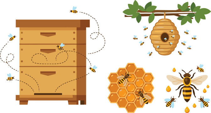 Honey Bee and Beekeeping Vector Element Set Featuring Wooden Beehive Wild Nest Honeycomb and Flying Honeybees for Natural Organic Product Designs