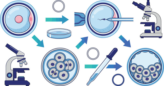 In Vitro Fertilization IVF Process Diagram Vector Icon Set Showing Ovum Injection Cell Division Microscope and Laboratory Equipment Symbols