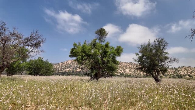 Natural Argan Forest and Countryside Near Agadir Morocco Under Blue Sky