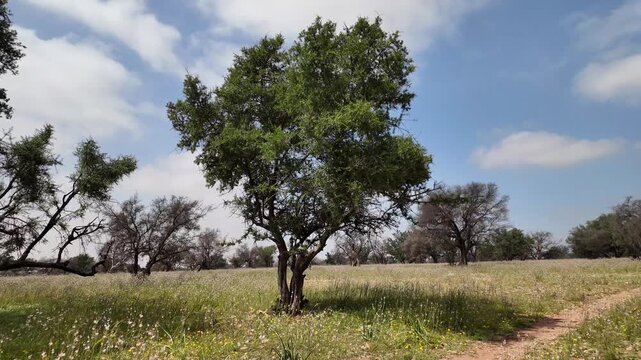 Natural Argan Forest and Countryside Near Agadir Morocco Under Blue Sky