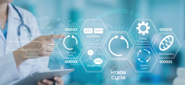 Medical professional interacting with digital illustration of Krebs cycle and mitochondrial energy production process