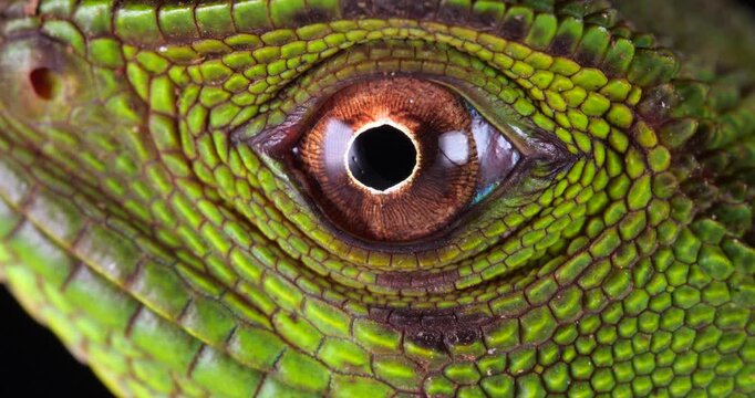 Amazon forest dragon (Enyalioides laticeps), close-up of eye. From rainforest in Yasuni National Park, Orellana province, in the Ecuadorian Amazon.
