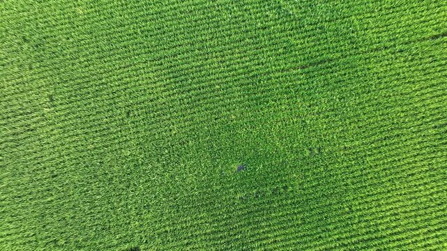 Top down aerial view of full frame green rice field texture.