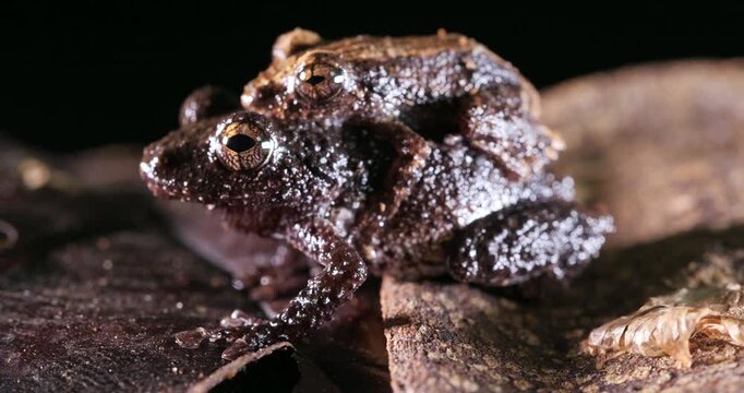 Pair of rain  frogs (Pristimantis brevicrus) in amplexus (mating) In rainforest, Yasuni National Park, Orellana province, the Ecuadorian Amazon.