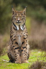 Lince pardina nalle steppa spagnola © Paolo