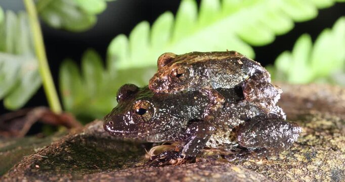 Pair of rain  frogs (Pristimantis brevicrus) in amplexus (mating) In rainforest, Yasuni National Park, Orellana province, the Ecuadorian Amazon.