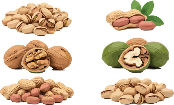 Set of professional nut vector illustrations featuring pistachios peanuts walnuts and pecans in shells and kernels isolated on white background for healthy food and snack design.