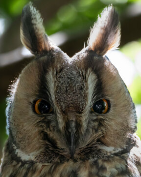 Close up of a long eared owl Asio otus head. Detailed facial disc of a nocturnal raptor bird with staring intense orange eyes. Macro portrait of a beautiful owl face with long ear tufts