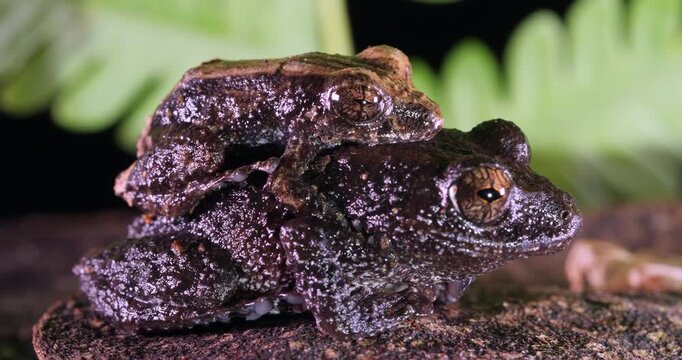 Pair of rain  frogs (Pristimantis brevicrus) in amplexus (mating) In rainforest, Yasuni National Park, Orellana province, the Ecuadorian Amazon.