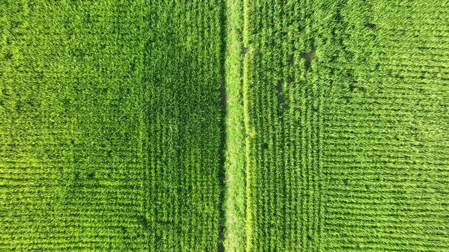 Vertical top down aerial view of lush green rice fields.