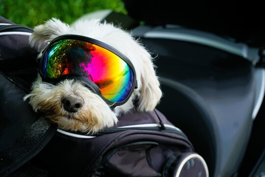 Kleiner wei&szlig;er Hund sitzt mit bunter Motorradbrille auf Motorrad