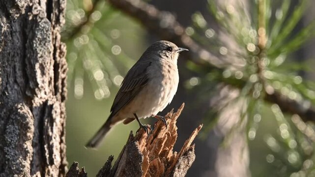 Small bird perched on decaying wood in a sunlit natural forest environment with pine tree branches in the background