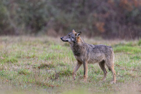 Lupo appenninco sull'appennino tosco emiliano