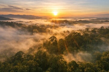 Obraz premium Serene sunrise over misty rainforest.