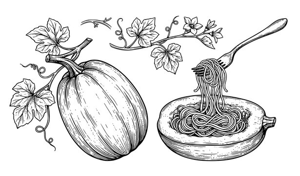 Hand drawn spaghetti squash botanical vector illustration isolated on white background