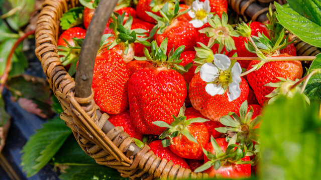 Strawberries collected in a basket during a sunny day in a berry field