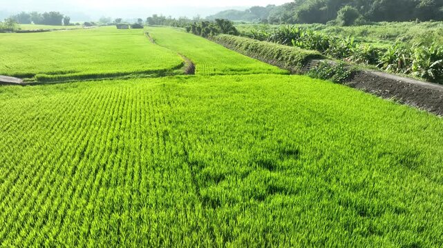 Low angle aerial view of lush green rice paddy fields.