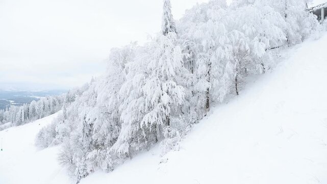 Silent Snowfield With Icy Trees Overlook. Snowadorned Hill With Thick Canopy And Soft Lighting Effects