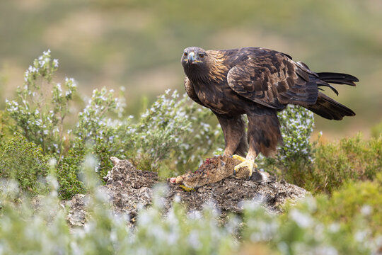 Aquila reale con preda
