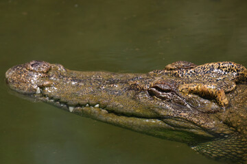 Fototapeta premium The crocodile is show head in the river