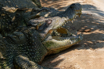 Fototapeta premium The crocodile is show head near the river