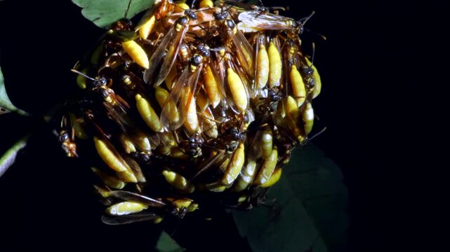 Nocturnal Social Wasp (Apoica pallens) Looking up to the nest hanging in a shrub in the rainforest understory. In rainforest, Yasuni National Park, Orellana province, the Ecuadorian Amazon.