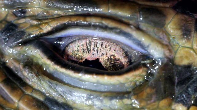 Close-up of of Tegu lizard eye (Tupinambis cuzcoensis)  blinking.  In slow motion. The nictitating membrane is crossing the eye.  In rainforest, Yasuni National Park, Orellana province, Ecuador