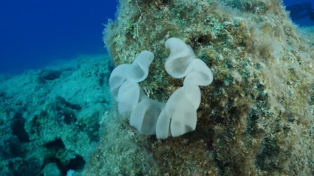 nudybranch eggs in the water underwater