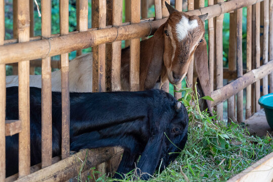 Two domestic goats, one black and one brown with a white blaze, eating fresh green grass in a traditional bamboo cage at a rural farm.