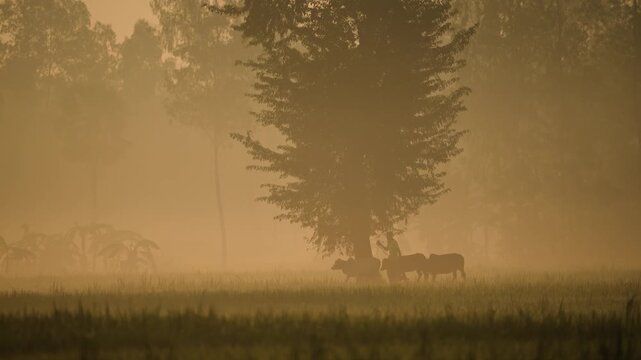 Bogura, Bangladesh - 17 May 2026: View of a farmer plowing a rural field with oxen during a misty golden sunrise in the countryside.