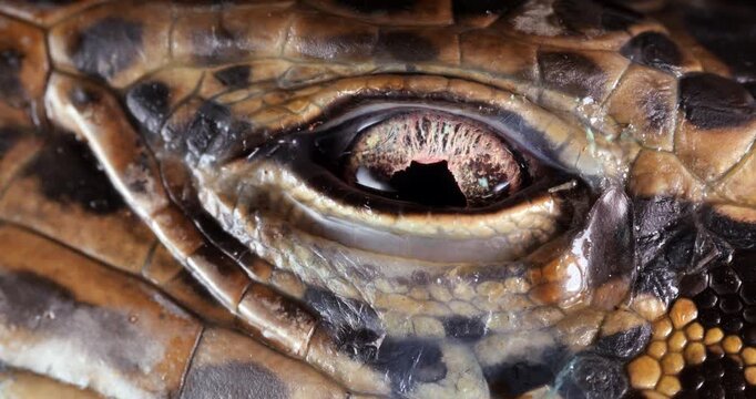 Close-up of of Tegu lizard eye (Tupinambis cuzcoensis)  blinking. The nictitating membrane is crossing the eye.  In rainforest, Yasuni National Park, Orellana province, the Ecuadorian Amazon.