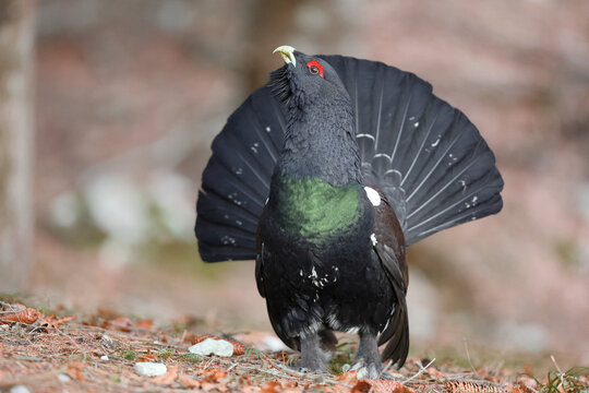 Western capercaillie