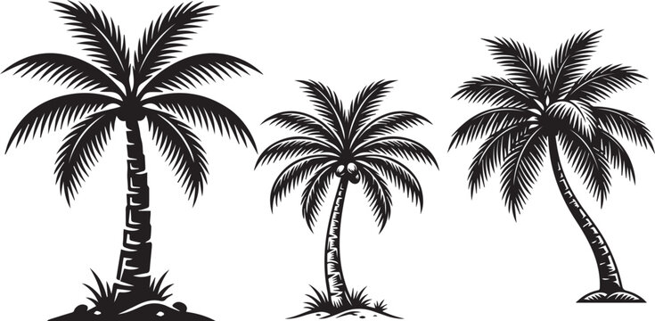 palm tree silhouette