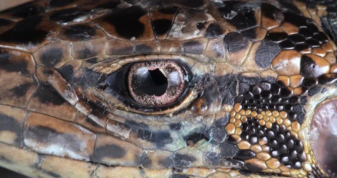 Close-up of of Tegu lizard eye (Tupinambis cuzcoensis). In rainforest, Yasuni National Park, Orellana province, the Ecuadorian Amazon.